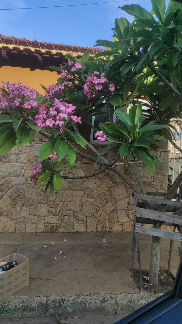 Identificação da planta Jasmim-manga por foto
