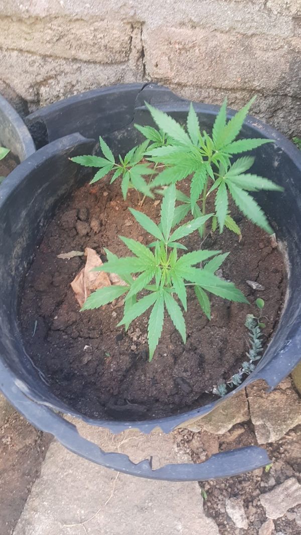 Identificação da planta Maconha por foto