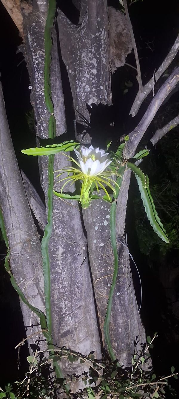 Identificação da planta Pitaya por foto