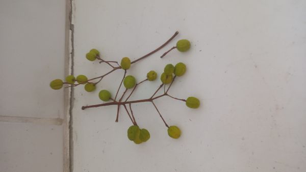 Identificação da planta Nim por foto