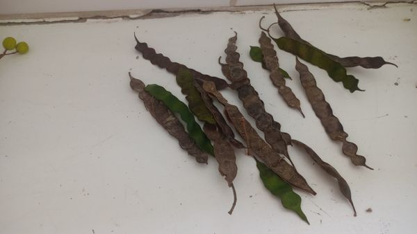 Identificação da planta Angico-preto por foto
