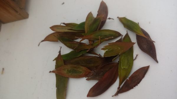 Identificação da planta Acácia chorona por foto
