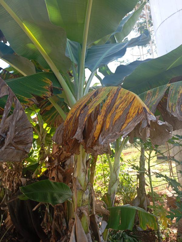 Identificação da planta Bananeira por foto