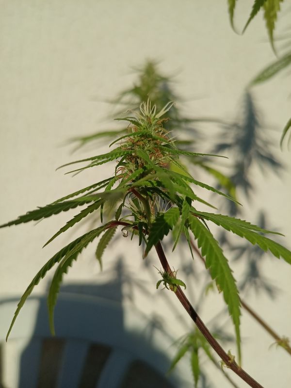 Identificação da planta Maconha por foto