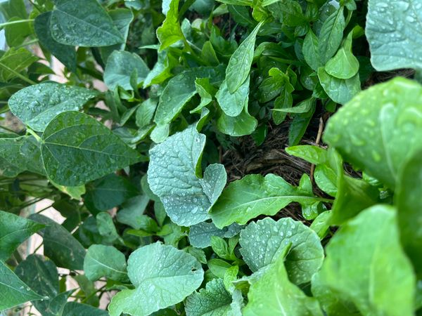 Identificação da planta Almeirão-de-árvore por foto