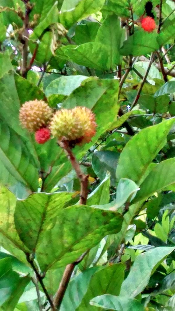 Identificação da planta Rambutan por foto