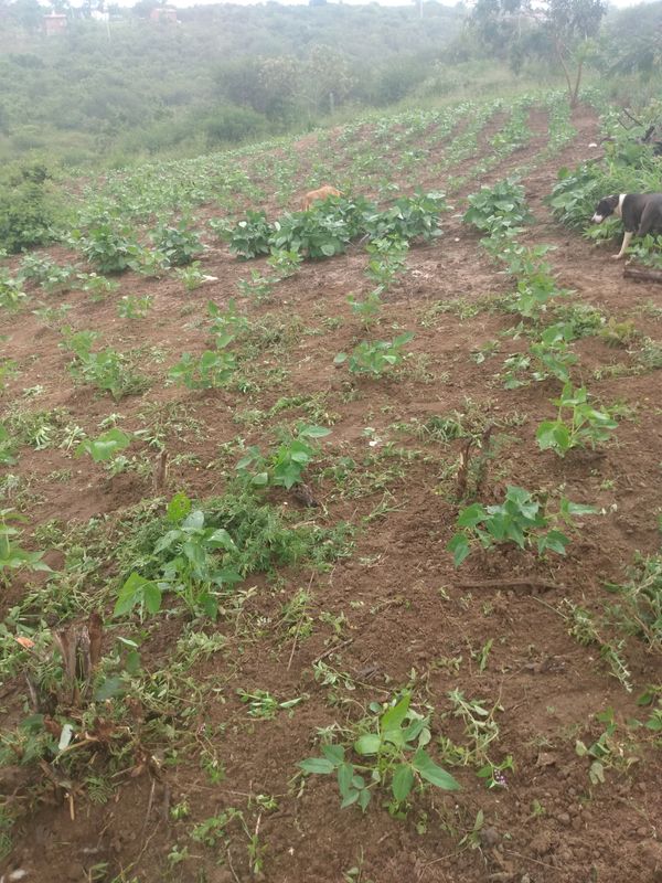 Identificação da planta Feijão-caupi por foto