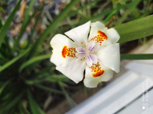 Identificação da planta Lírio-do-brejo por foto
