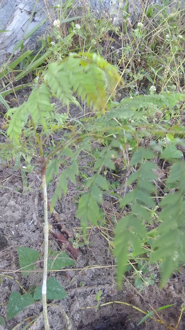 Identificação da planta Chuva-de-ouro por foto