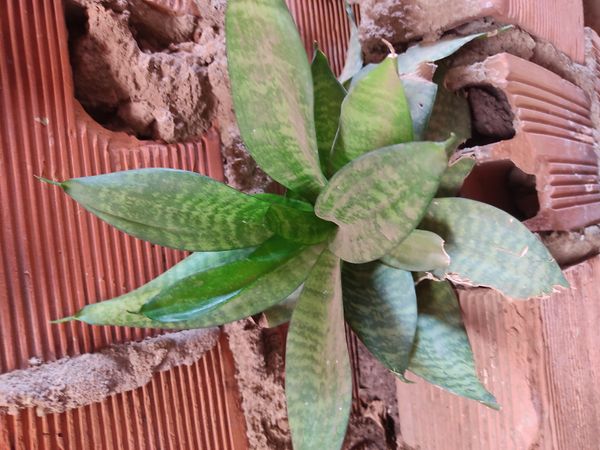 Identificação da planta Espada de São Jorge por foto