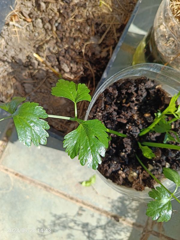 Identificação da planta Groselha-verde por foto
