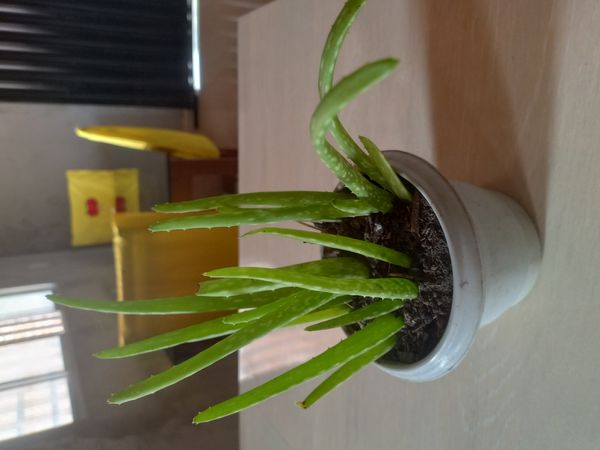 Identificação da planta Babosa por foto