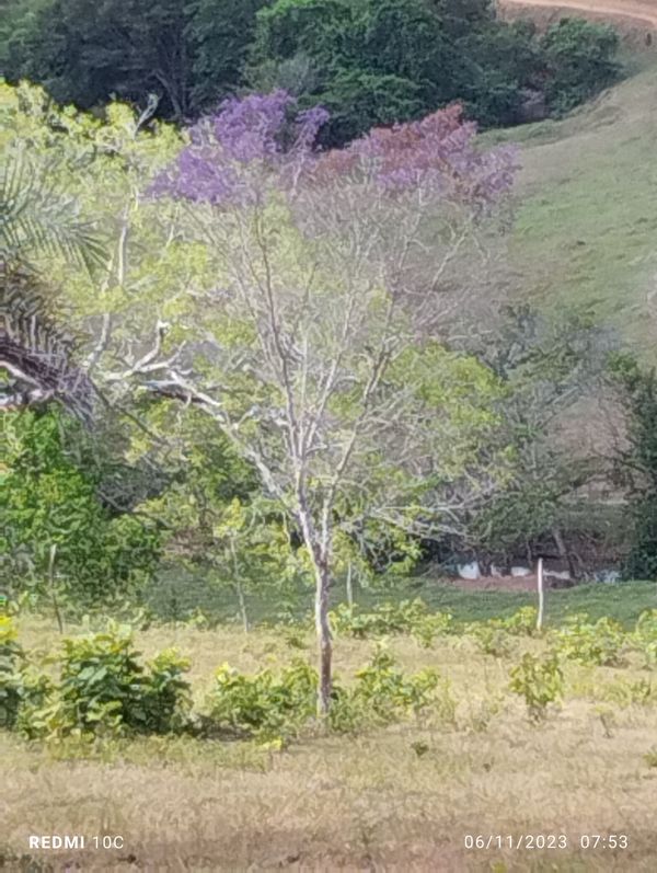 Identificação da planta Caroba-roxa por foto