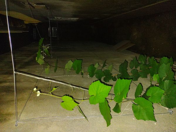 Identificação da planta Uva por foto