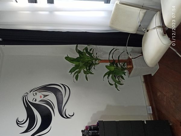 Identificação da planta Pau-d'água por foto
