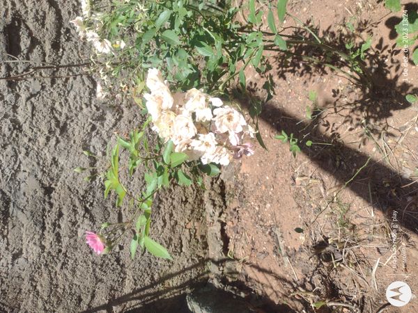 Identificação da planta Rosa Menina por foto