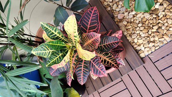 Identificação da planta Cróton por foto