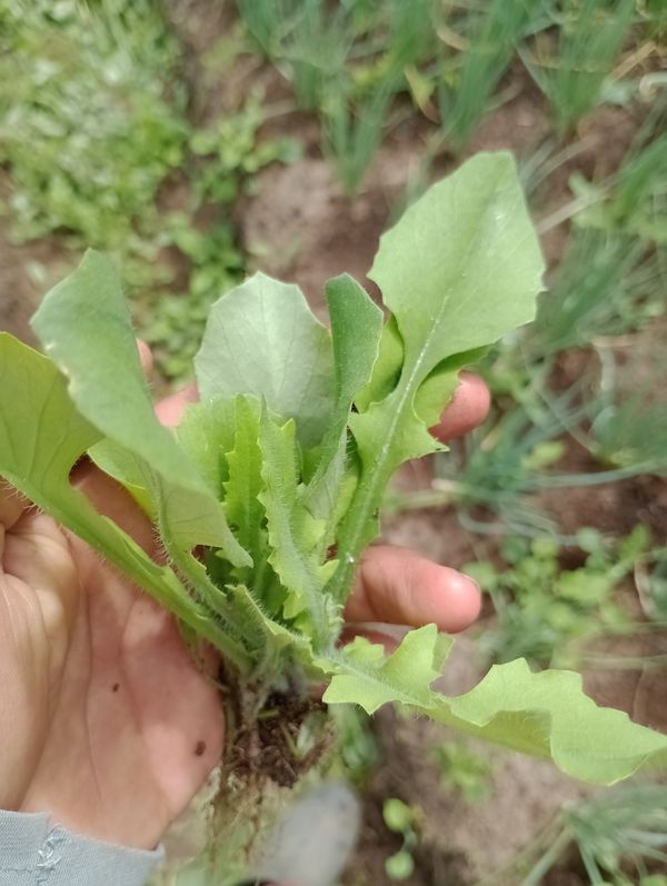 Identificação da planta Pincel-de-estudante por foto