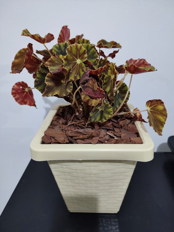 Identificação da planta Begônia Redonda por foto