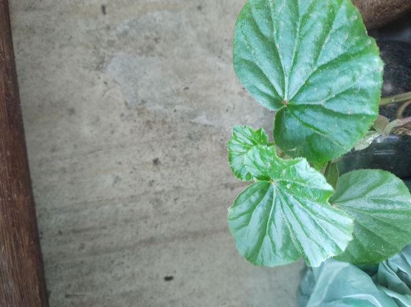 Identificação da planta Begônia por foto