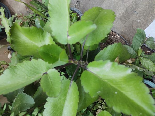 Identificação da planta Saião por foto