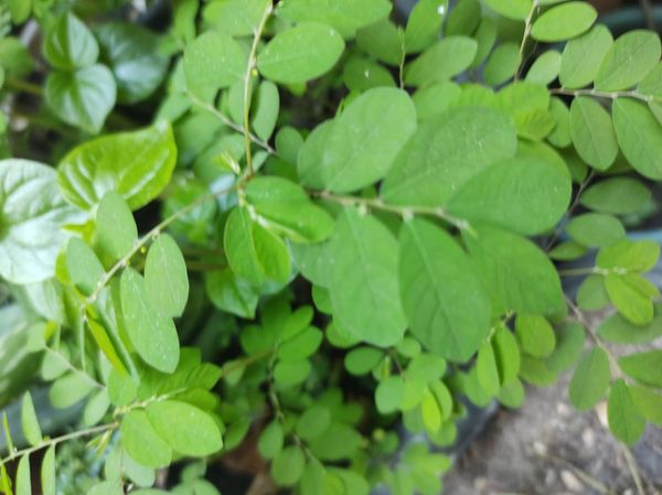 Identificação da planta Quebra pedra por foto
