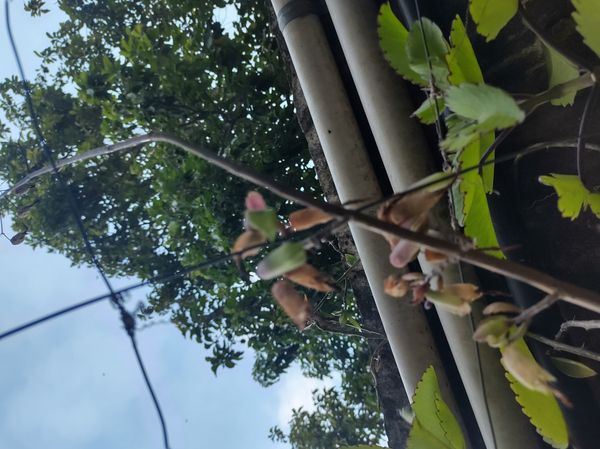 Identificação da planta Saião por foto