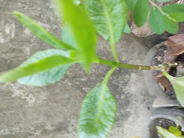 Identificação da planta Peixinho por foto