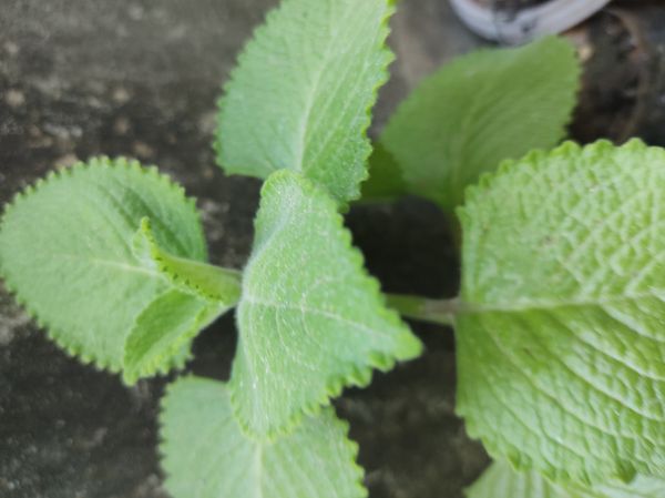 Identificação da planta Ajowan por foto