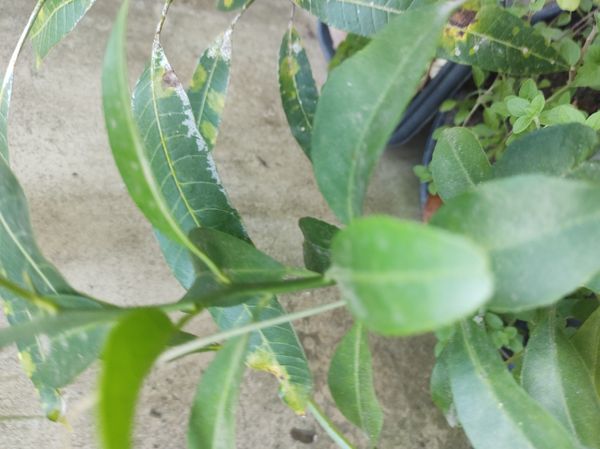Identificação da planta Limão galego por foto