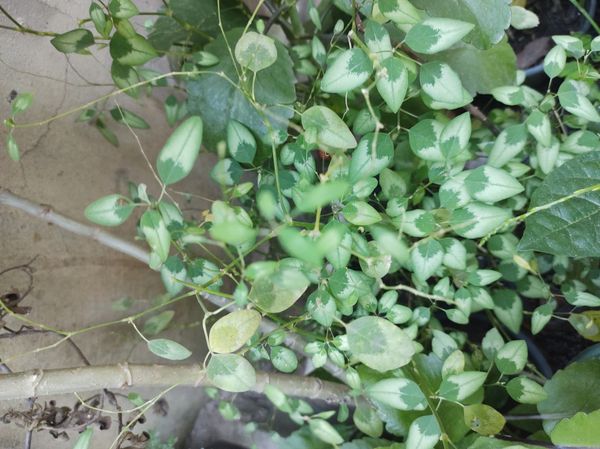 Identificação da planta Ponta-de-flecha por foto