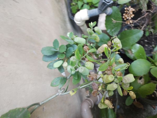 Identificação da planta Saião por foto