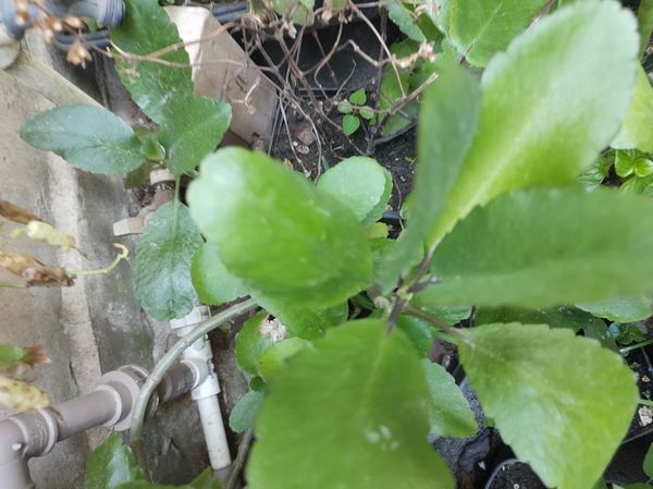 Identificação da planta Saião por foto