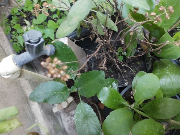 Identificação da planta Saião por foto