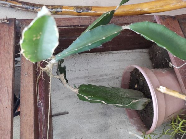 Identificação da planta Pitaya por foto