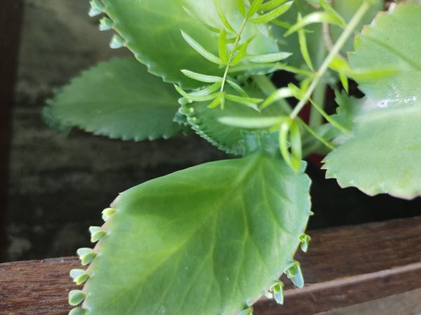 Identificação da planta Romã por foto