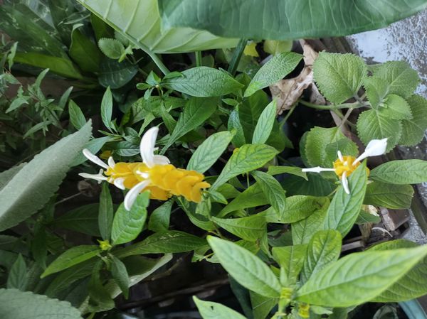 Identificação da planta Língua-de-sogra por foto