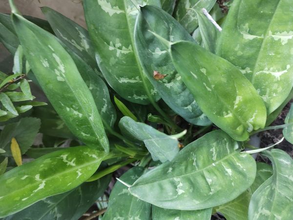 Identificação da planta Comigo ninguém pode por foto