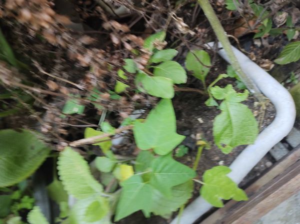 Identificação da planta Maracujá-do-mato por foto