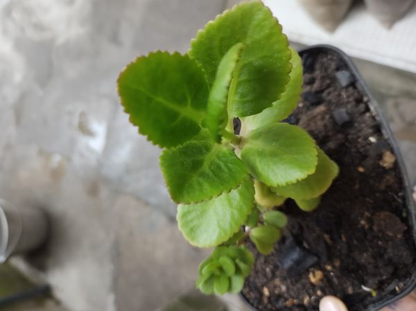 Identificação da planta Calanchoê por foto