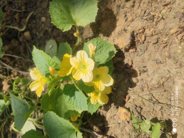 Identificação da planta Maxixe-do-reino por foto