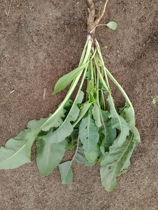 Identificação da planta Ruibarbo-silvestre por foto