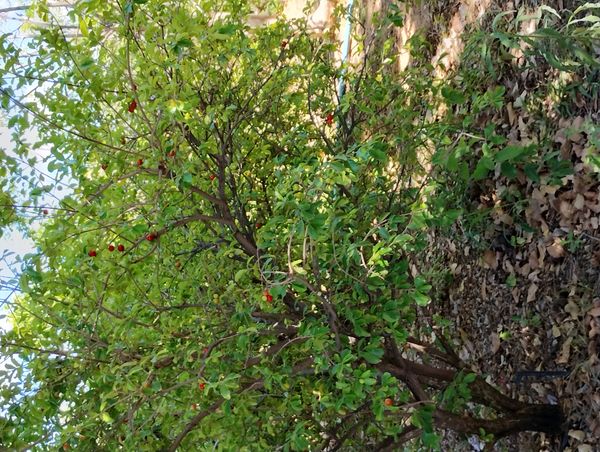 Identificação da planta Acerola por foto