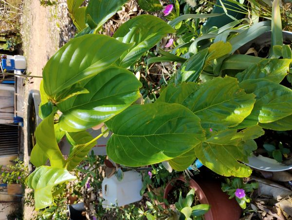 Identificação da planta Café-bravo por foto
