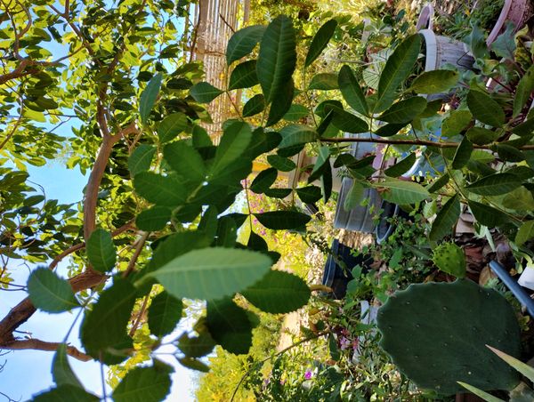 Identificação da planta Aroeira por foto