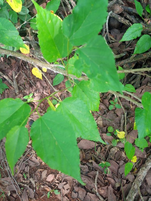 Identificação da planta Amora por foto