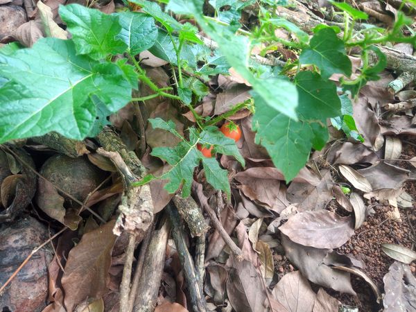Identificação da planta Joá-bravo por foto