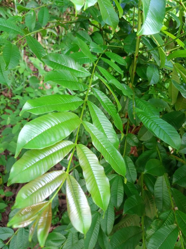 Identificação da planta Taperebá por foto