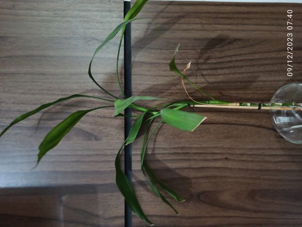 Identificação da planta Dracena por foto