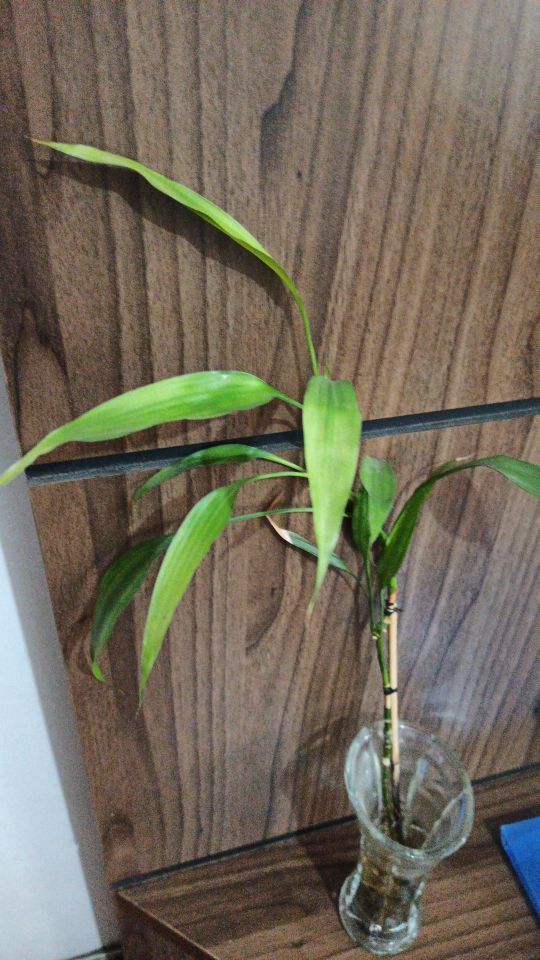Identificação da planta Bambu da Sorte por foto